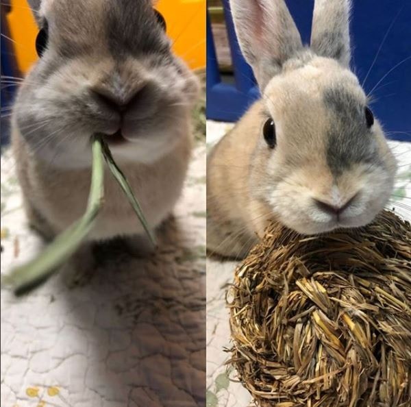 除無法正常走路及排尿外，Little如一般兔子一樣愛吃也愛玩。(香港兔友協會)