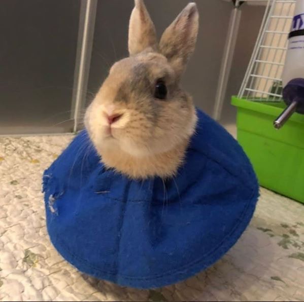 (香港兔友協會)