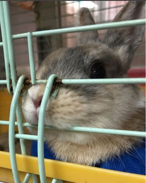 (香港兔友協會)