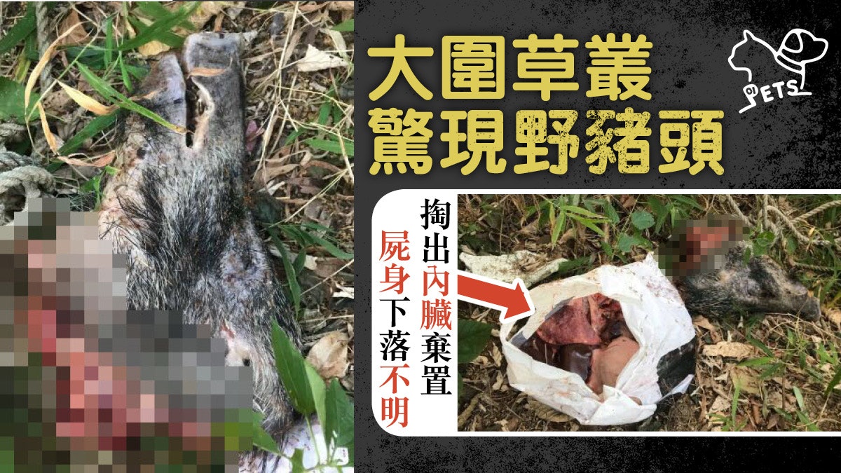 【大圍虐殺野豬】隆亨邨後山發現野豬碎屍 只剩豬頭和一袋內臟 【大圍虐殺野豬】隆亨邨後山發現野豬碎屍 只剩豬頭和一袋內臟