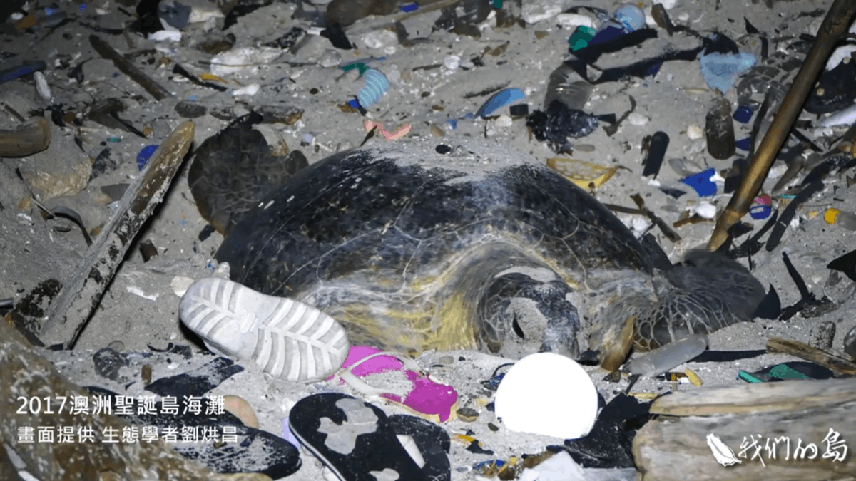【生態災難】澳洲聖誕島滿布海洋廢物 海龜媽媽垃圾堆掙扎產卵 【生態災難】澳洲聖誕島滿布海洋廢物 海龜媽媽垃圾堆掙扎產卵