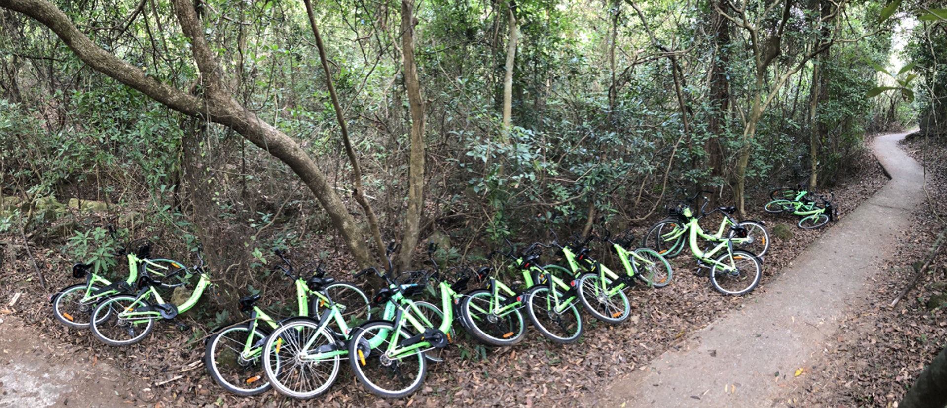 多輛Gobee.bike被棄於東澳古道的行山徑旁。(讀者提供圖片) 多輛Gobee.bike被棄於東澳古道的行山徑旁。(讀者提供圖片)