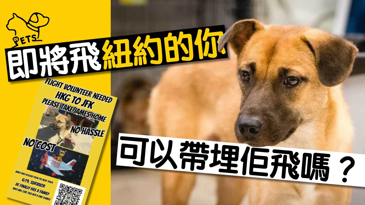 唐狗坎坷過後有人愛 義工物色「同路人」帶牠移民紐約 唐狗坎坷過後有人愛 義工物色「同路人」帶牠移民紐約