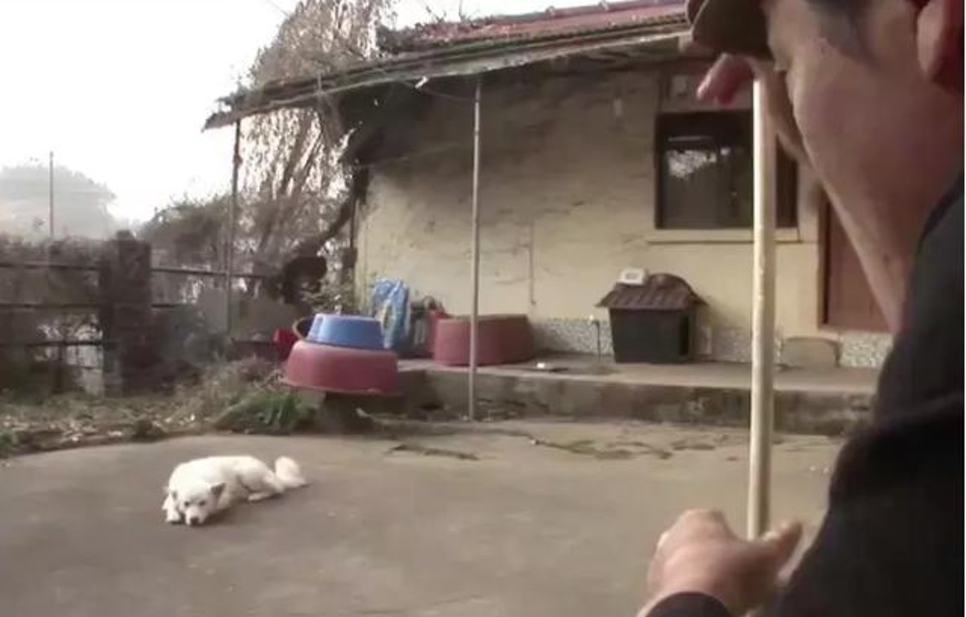 狗媽媽在失去狗寶寶後,一直也悶悶不樂。(網上圖片) 狗媽媽在失去狗寶寶後,一直也悶悶不樂。(網上圖片)