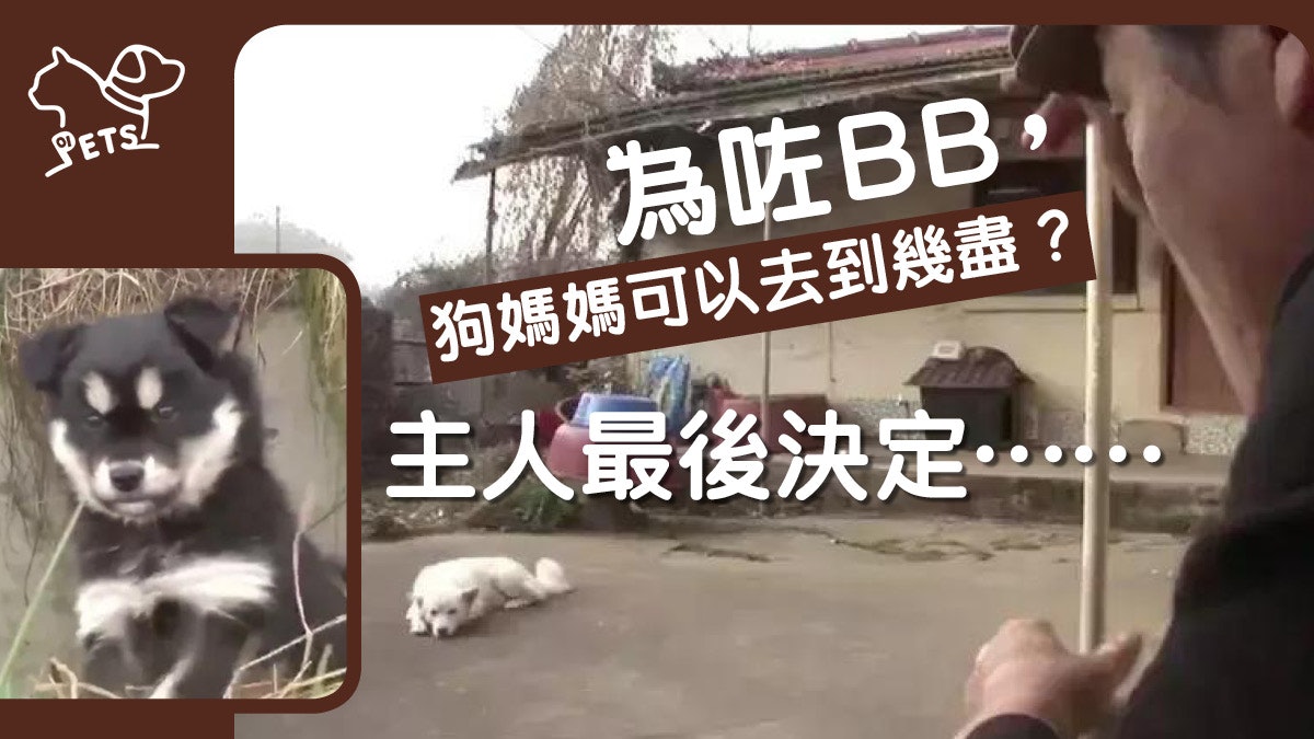 唐狗不忍與寶寶分離 瞞騙主人藏狗BB於後山 偷運糧食養活孩子 唐狗不忍與寶寶分離 瞞騙主人藏狗BB於後山 偷運糧食養活孩子