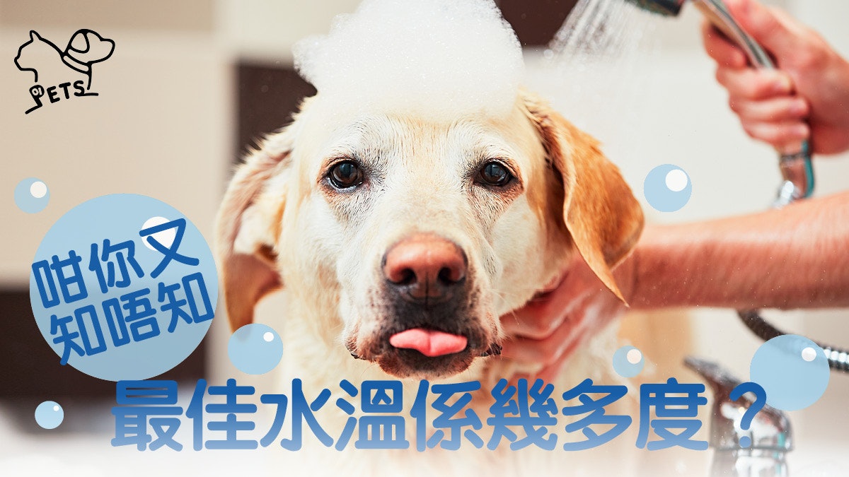 【貓狗教室】毛孩冬天保暖要泡熱水? 高水溫隨時搞到皮膚出事 【貓狗教室】毛孩冬天保暖要泡熱水? 高水溫隨時搞到皮膚出事