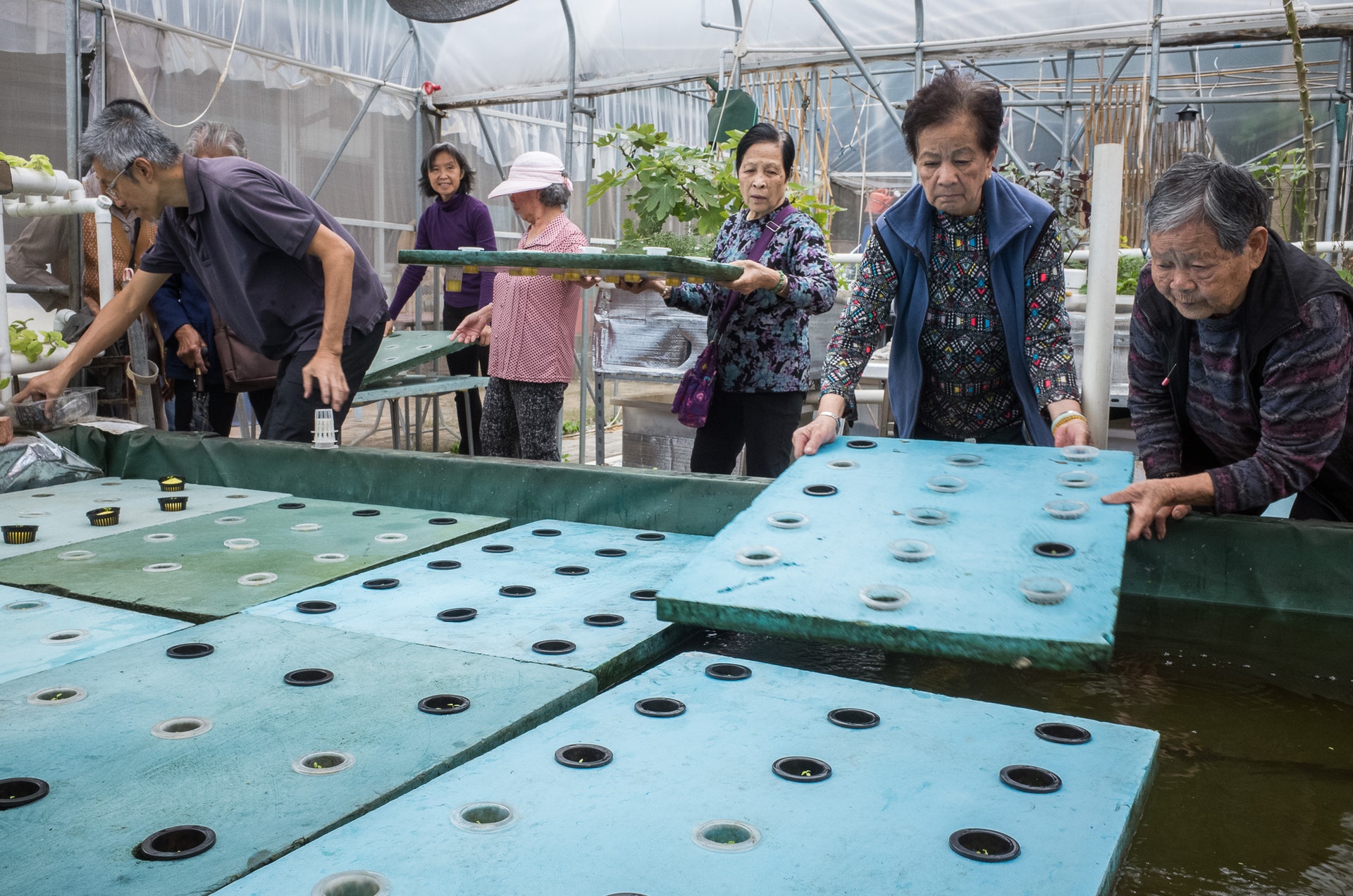 多名婆婆協助打理魚菜科學園,相處融洽。(受訪者孫樹坤提供圖片) 多名婆婆協助打理魚菜科學園,相處融洽。(受訪者孫樹坤提供圖片)