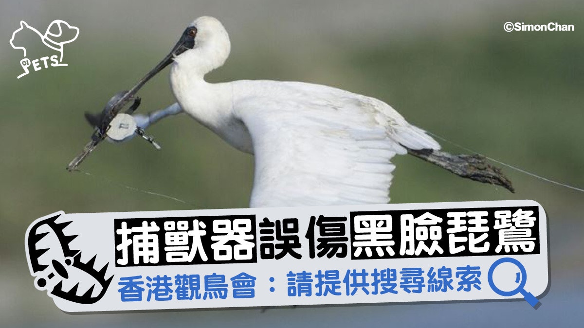 黑臉琵鷺嘴巴纏捕獸器 觀鳥會強烈譴責 黑臉琵鷺嘴巴纏捕獸器 觀鳥會強烈譴責