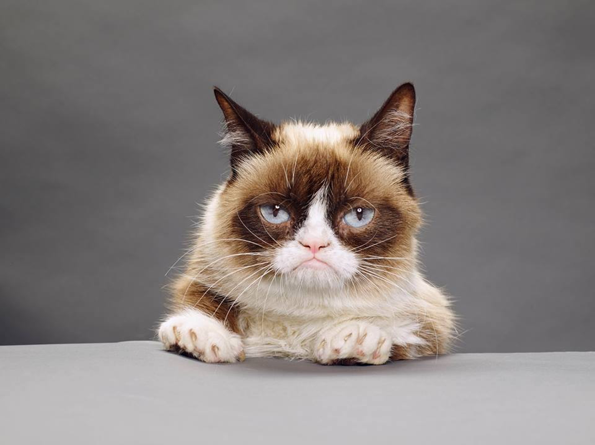 不爽貓(Grumpy Cat)因天生一副臭臉,意外成為網絡大明星。(The Official Grumpy Cat fb) 不爽貓(Grumpy Cat)因天生一副臭臉,意外成為網絡大明星。(The Official Grumpy Cat fb)