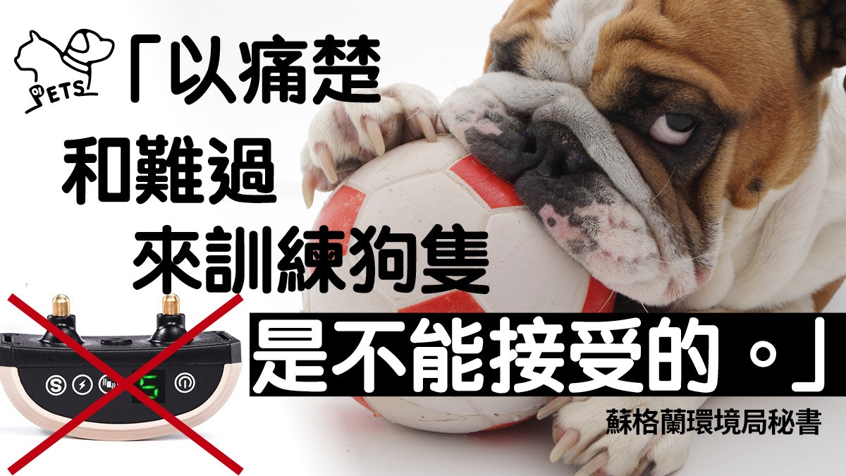【動保喜訊】蘇格蘭禁用電擊狗帶　風潮席捲英國動保界要求效法