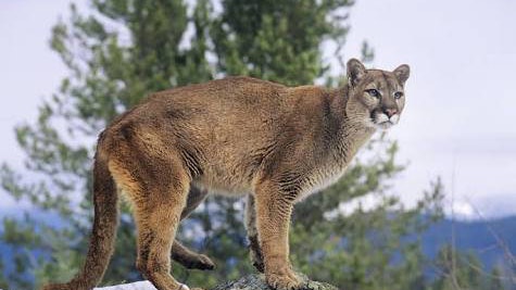 東部美洲獅絕種科學家反指找到 新居 是好事 香港01 即時國際 東部美洲獅絕種科學家反指找到 新居 是好事 香港01 即時國際