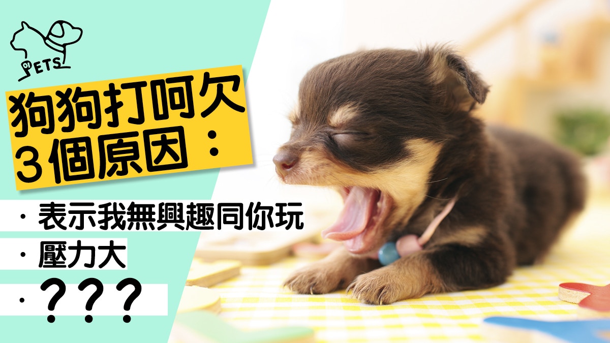 狗狗不停打呵欠　原來唔係眼瞓而係「我無興趣同你玩」？
