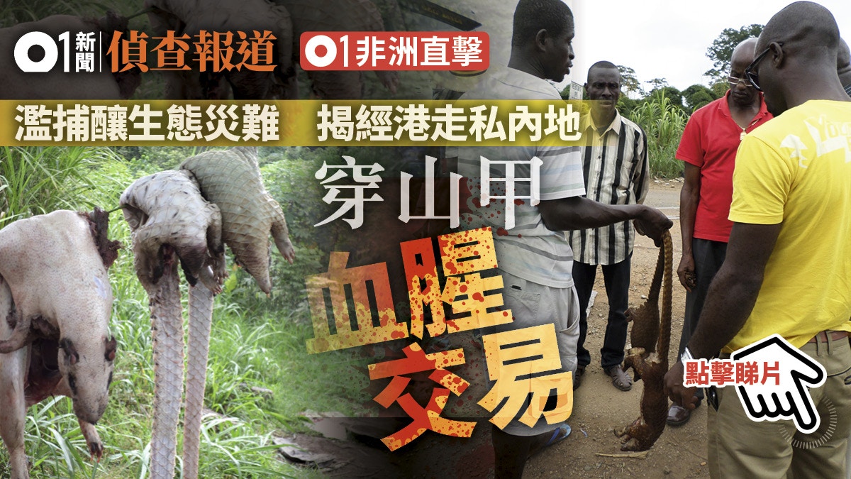 穿山甲之死 內地直擊野味餐廳穿山甲千元一斤藥房偷賣鱗片 香港01 社會新聞 穿山甲之死 內地直擊野味餐廳穿山甲千元一斤藥房偷賣鱗片 香港01 社會新聞