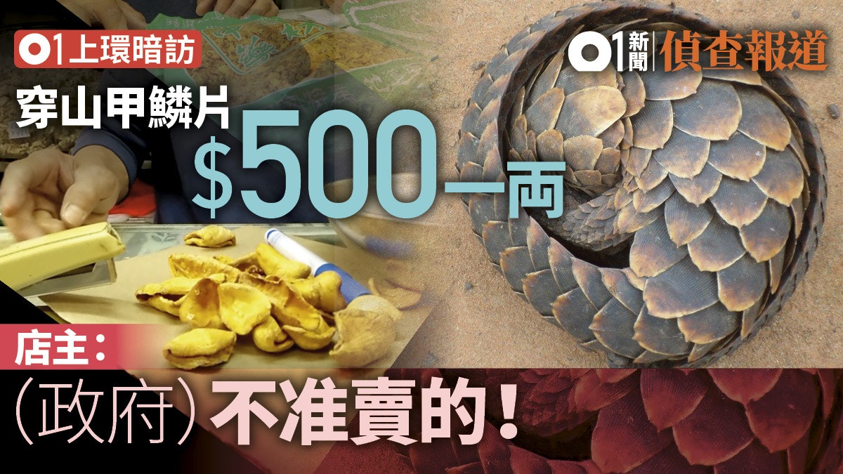 穿山甲之死 上環藥房出售鱗片港淪穿山甲走私中轉站 穿山甲之死 上環藥房出售鱗片港淪穿山甲走私中轉站