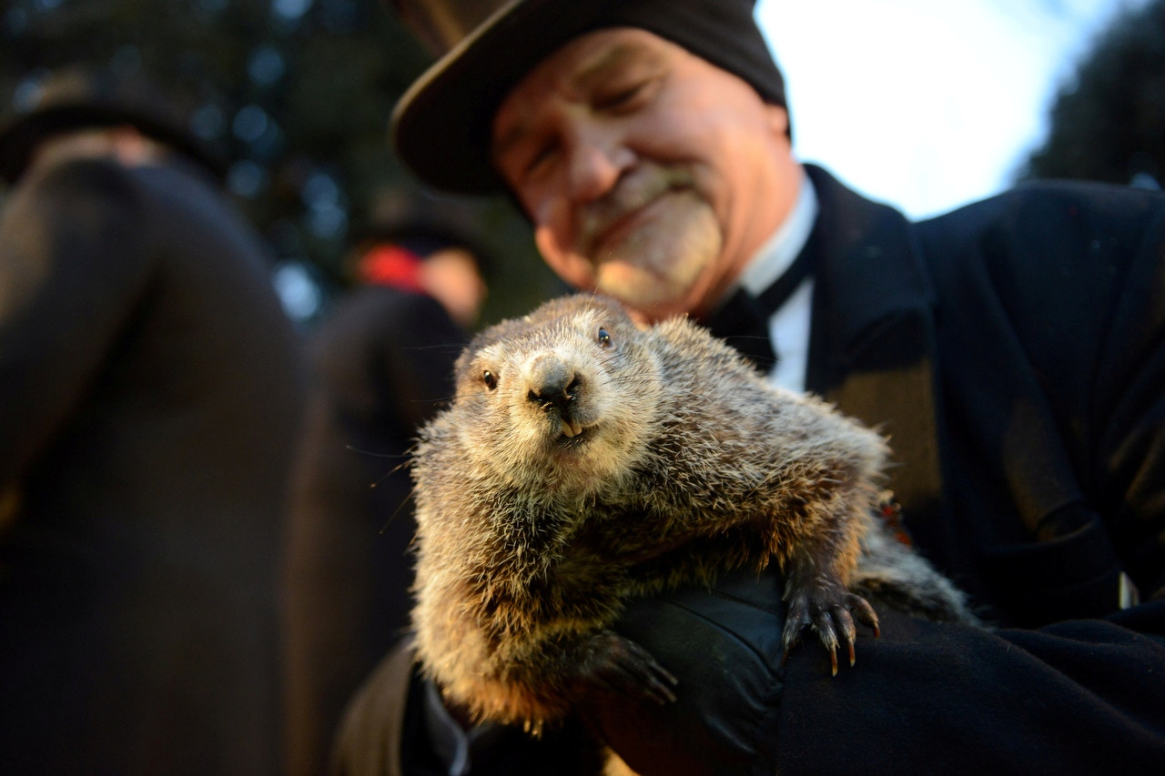 美國賓夕凡尼亞州小鎮旁蘇托尼（Punxsutawney）的土撥鼠Phil。(Alan Freed／路透社）