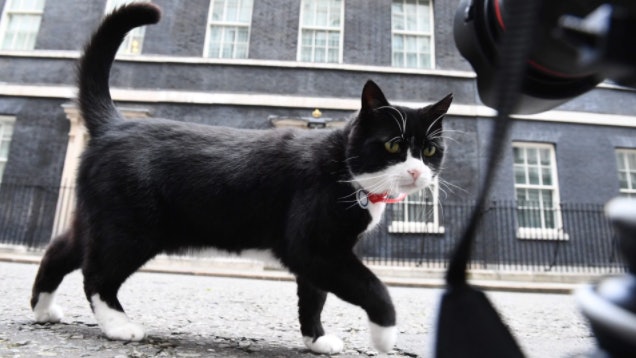 貓咪太肥影響表現 英外交部下令公職貓Palmerston減重 貓咪太肥影響表現 英外交部下令公職貓Palmerston減重