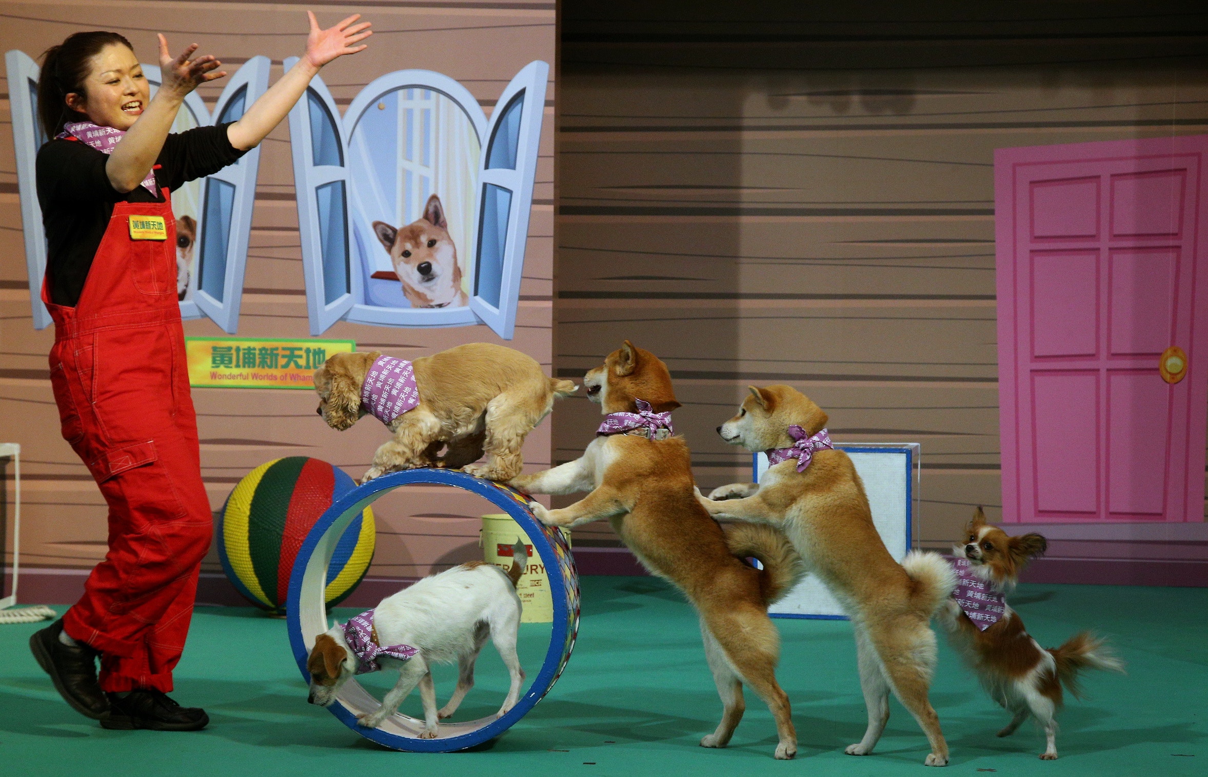 【新年好去處】萌爆日本棄犬來港拜年　黃埔WOW WOW狗賀新歲