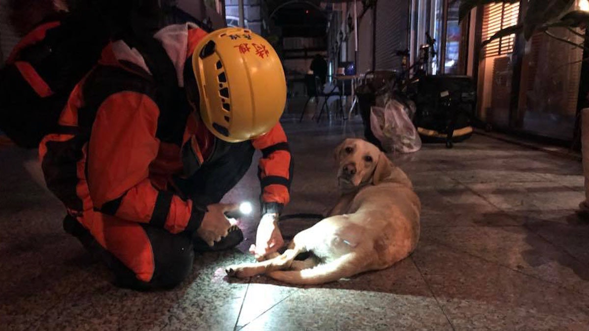 【花蓮地震】搜救員細心為拍檔狗狗檢查腳部 網民感動:台灣英雄 【花蓮地震】搜救員細心為拍檔狗狗檢查腳部 網民感動:台灣英雄