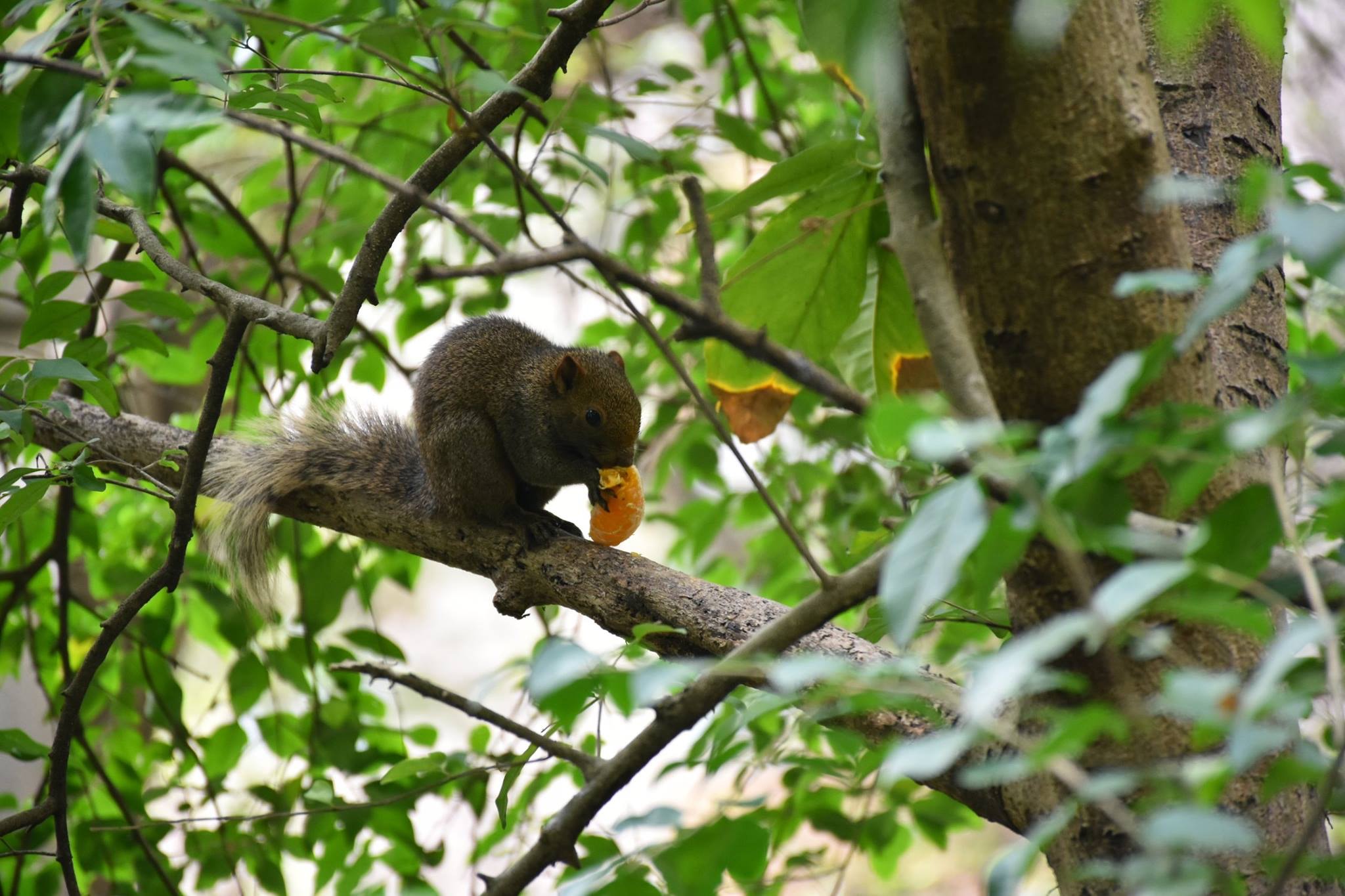 網民在facebook群組「西環變幻時」分享多張相片,指自己在西環發現松鼠出沒,「仲有生果食」。(受訪者提供)