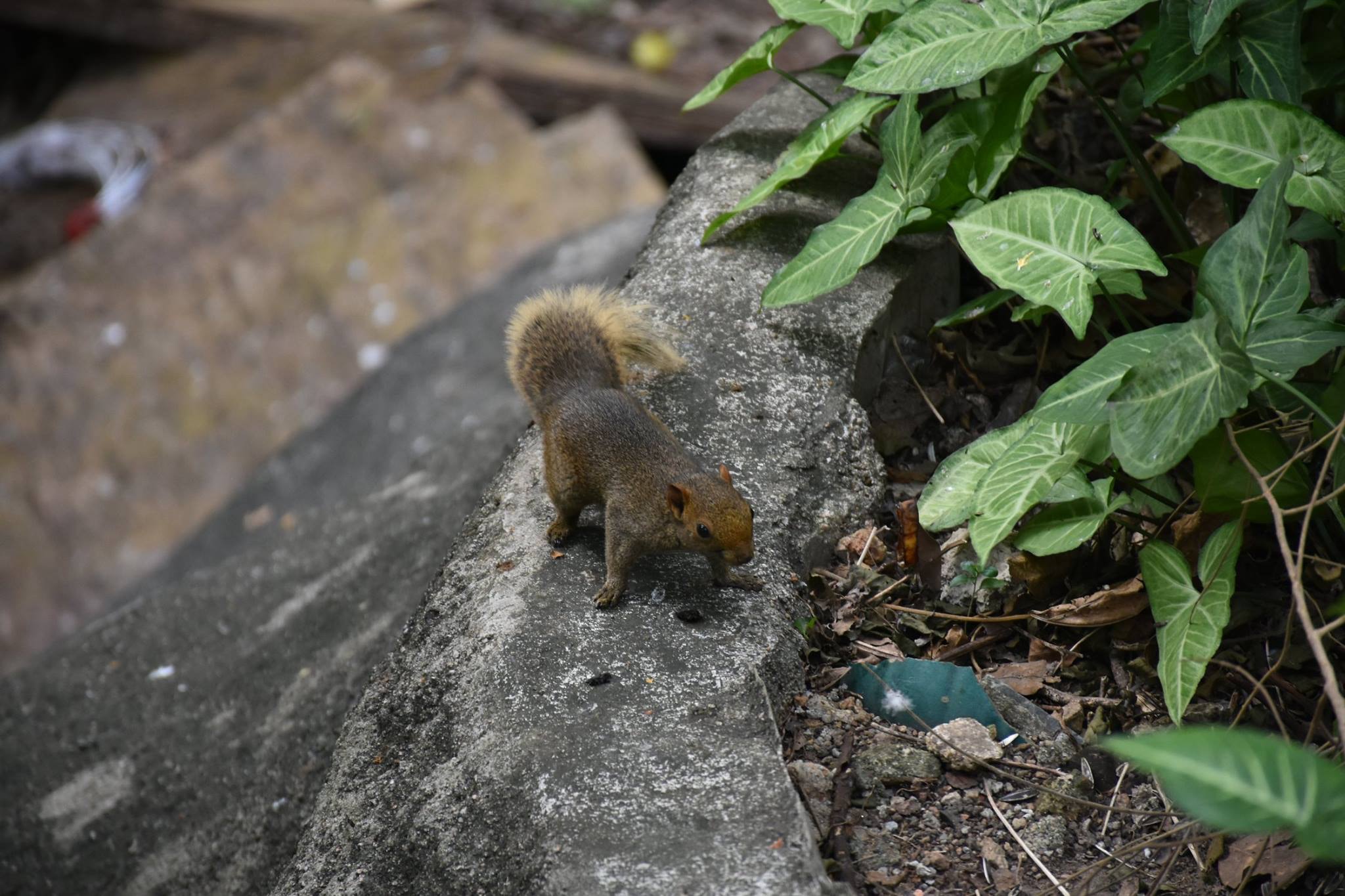 網民在facebook群組「西環變幻時」分享多張相片,指自己在西環發現松鼠出沒,「仲有生果食」。(受訪者提供)