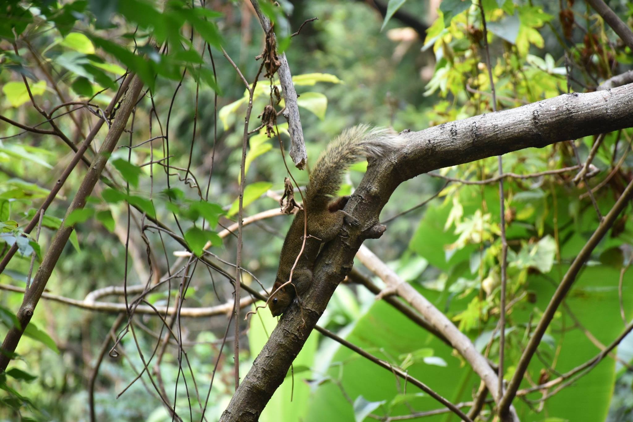 網民在facebook群組「西環變幻時」分享多張相片,指自己在西環發現松鼠出沒,「仲有生果食」。(受訪者提供)
