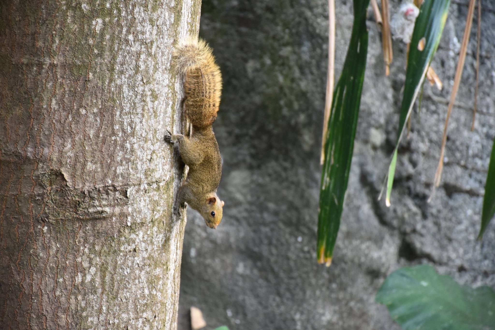 網民在facebook群組「西環變幻時」分享多張相片,指自己在西環發現松鼠出沒,「仲有生果食」。(受訪者提供)