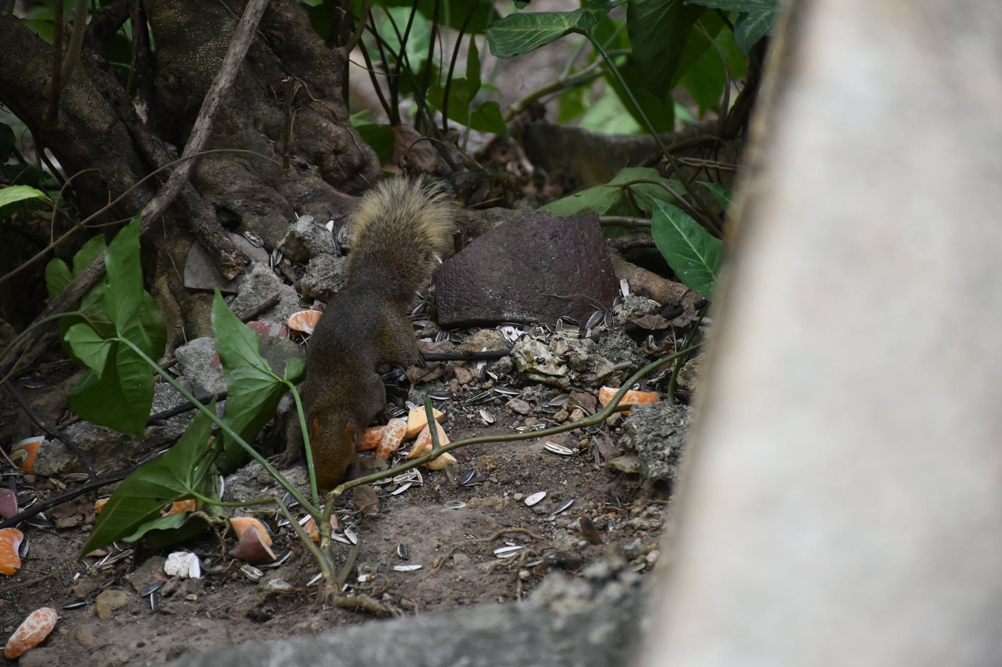 網民在facebook群組「西環變幻時」分享多張相片,指自己在西環發現松鼠出沒,「仲有生果食」。(受訪者提供)