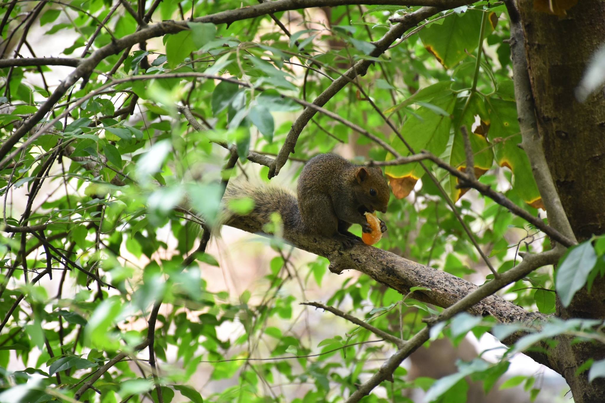 網民在facebook群組「西環變幻時」分享多張相片,指自己在西環發現松鼠出沒,「仲有生果食」。(受訪者提供)