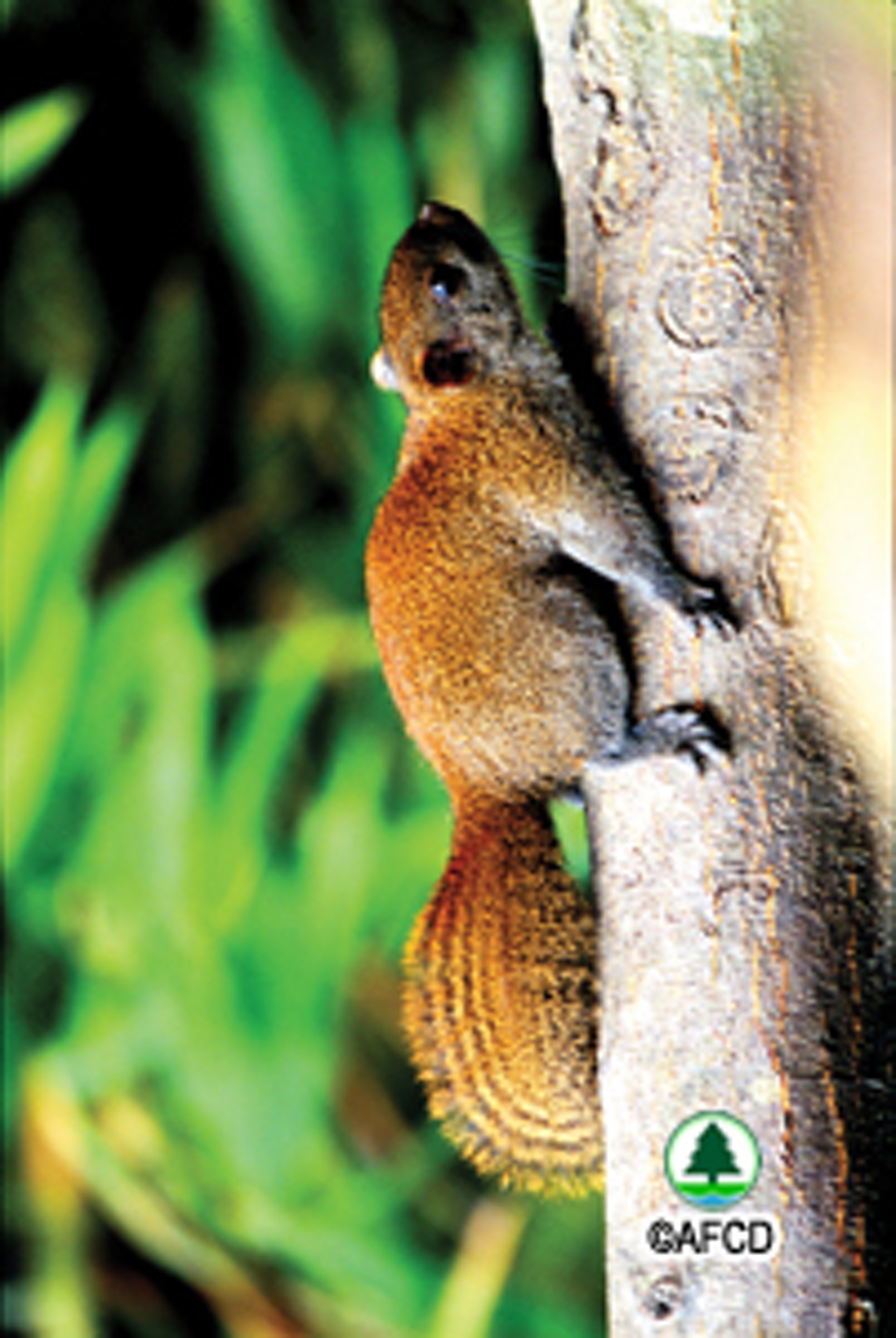 赤腹松鼠是香港常見的引入外來物種。(漁護署圖片)