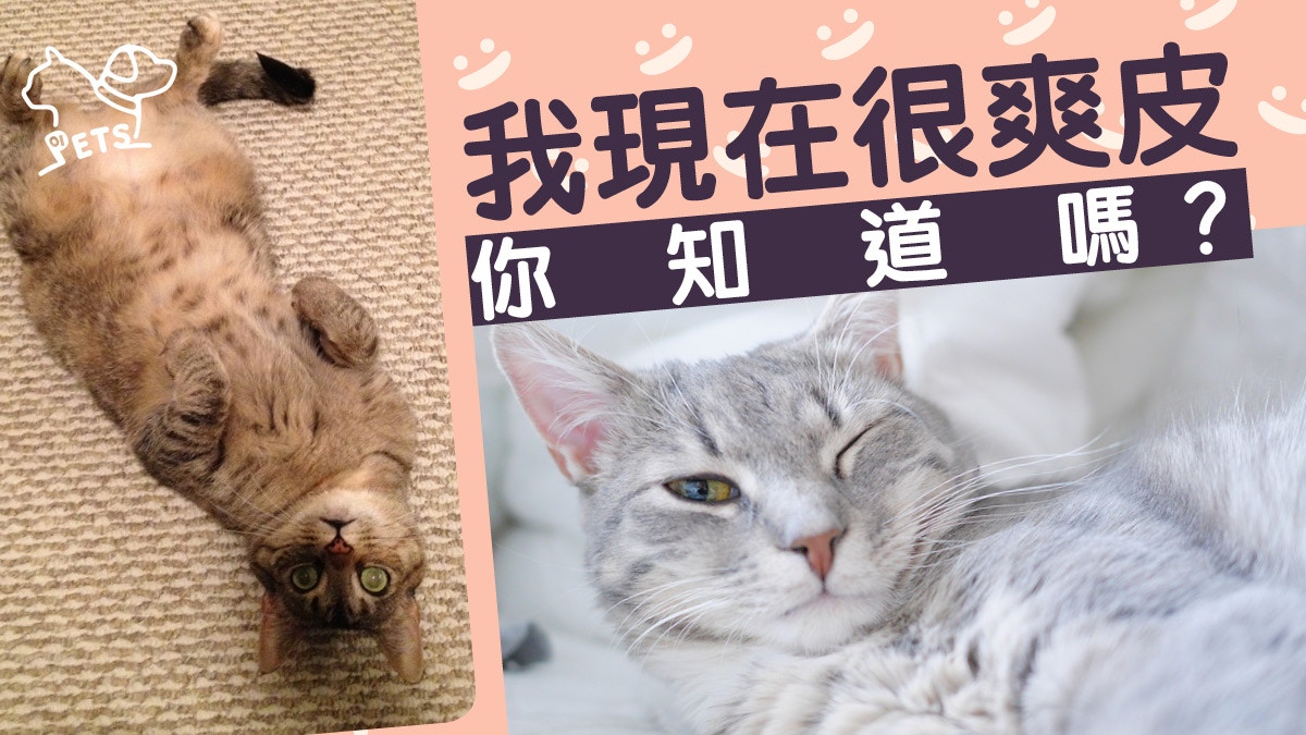 貓星人 貓咪7個動靜話你知 主子我很爽 香港01 寵物 貓星人 貓咪7個動靜話你知 主子我很爽 香港01 寵物