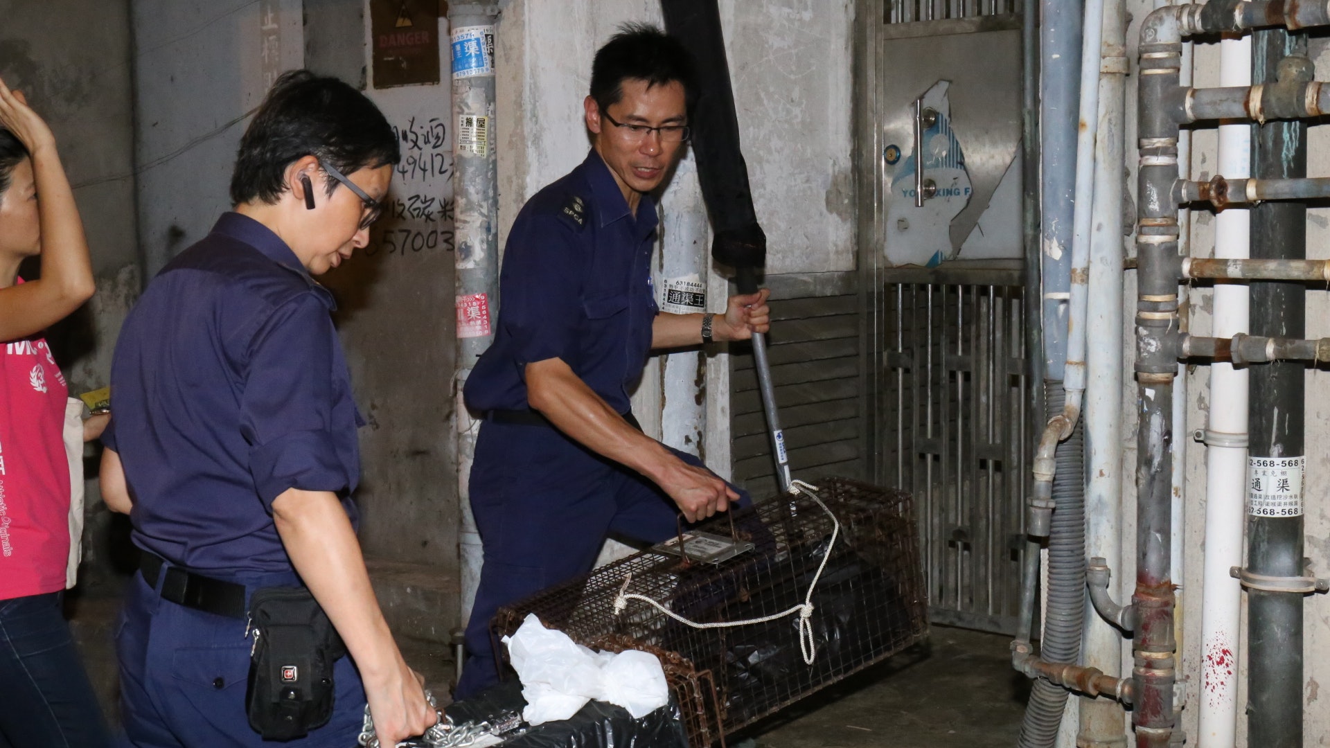「鬼工廈」拆樓在即 流浪貓大DEE獨守天台7日「拒絕」救援 「鬼工廈」拆樓在即 流浪貓大DEE獨守天台7日「拒絕」救援