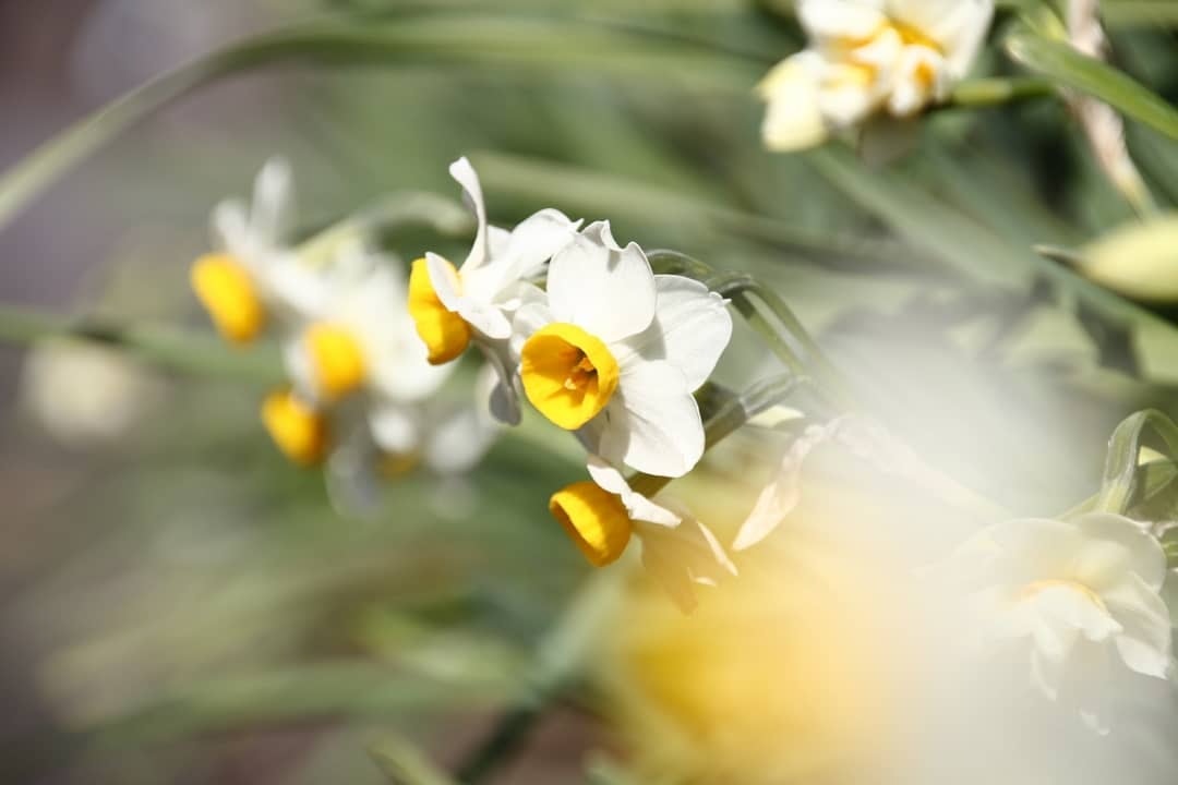 賀年花花語 美麗背後 水仙代表是自戀美少年桃花是錯了timing