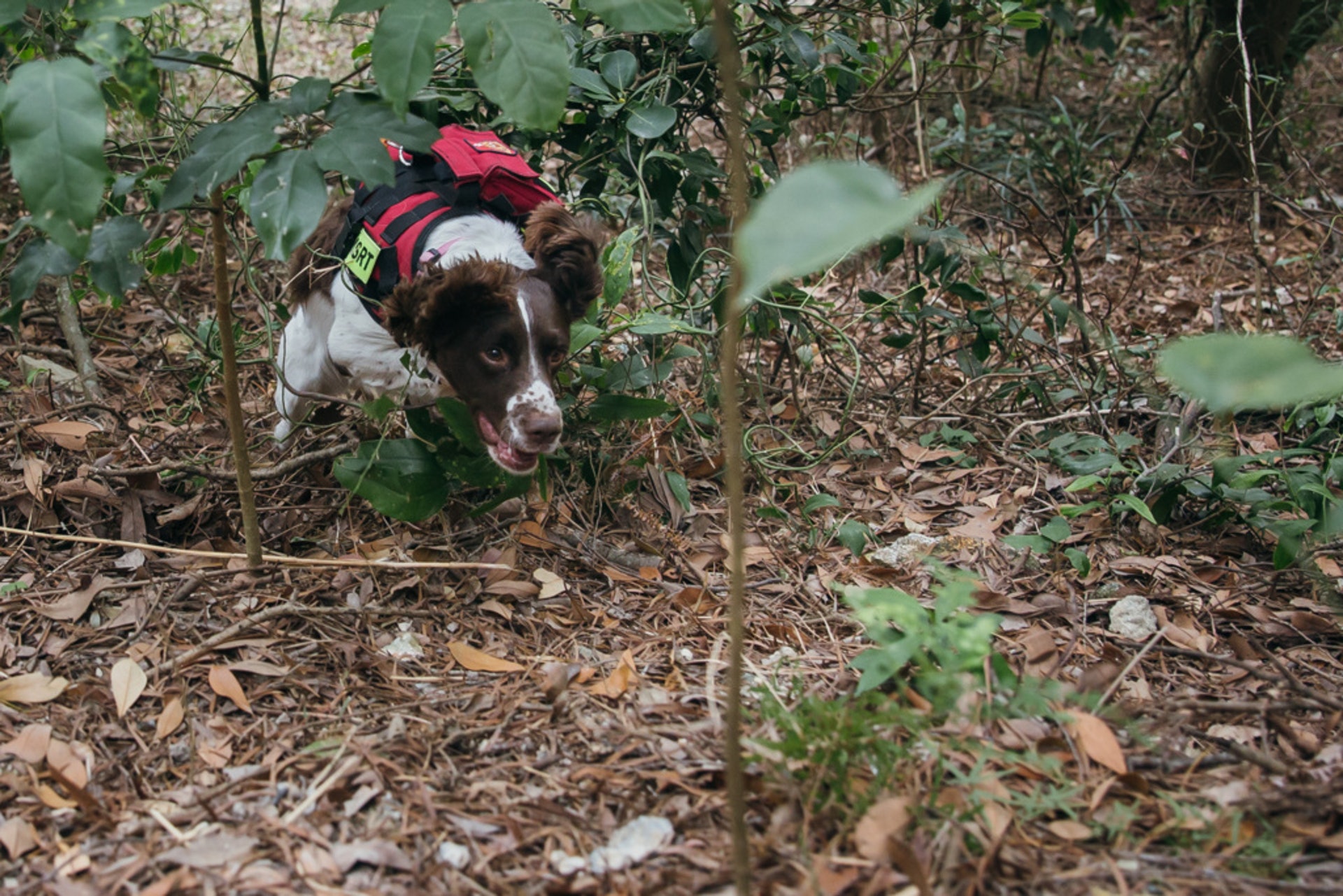 入水游 叢林跑 不畏高3消防搜索犬肩負險地拯救使命 入水游 叢林跑 不畏高3消防搜索犬肩負險地拯救使命