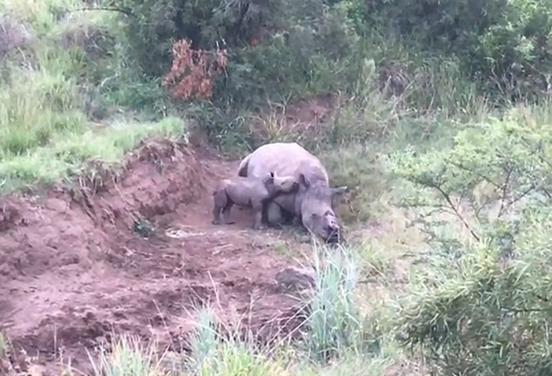 犀牛bb依偎想食奶不知犀牛媽媽已被獵殺砍角 犀牛bb依偎想食奶不知犀牛媽媽已被獵殺砍角