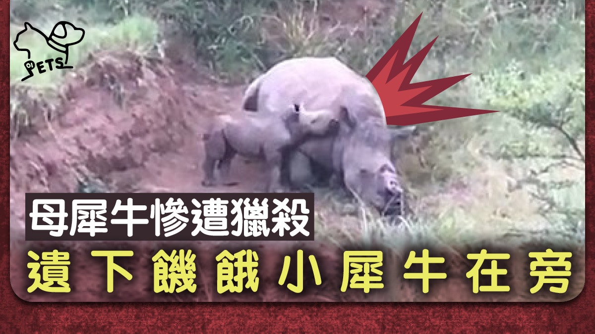 犀牛bb依偎想食奶不知犀牛媽媽已被獵殺砍角 犀牛bb依偎想食奶不知犀牛媽媽已被獵殺砍角