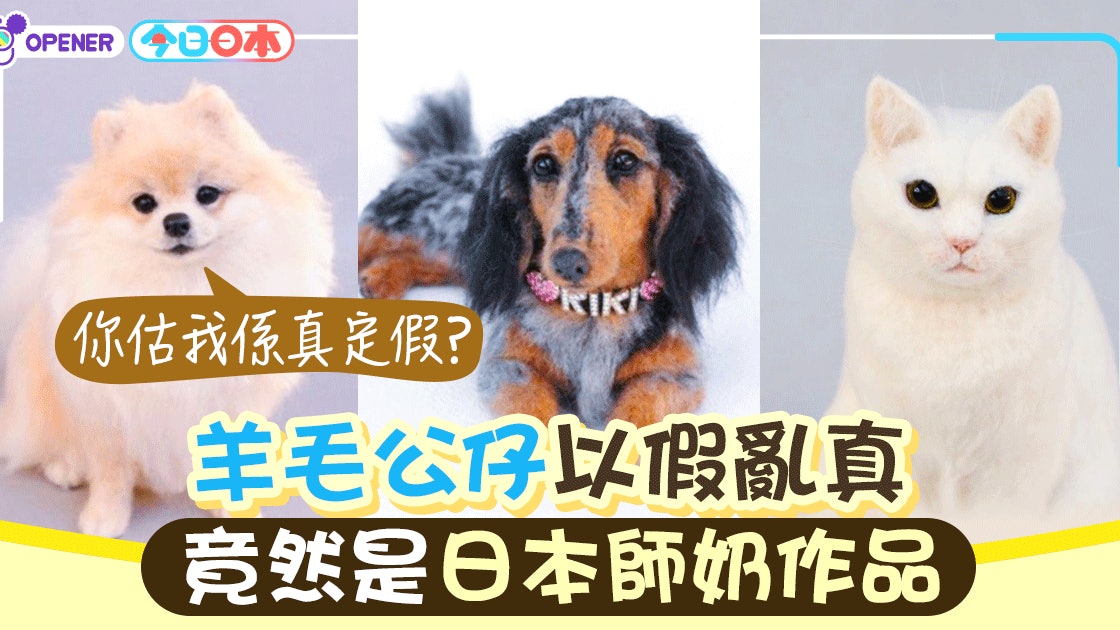 真毛孩 羊毛公仔以假亂真全靠日本主婦細心製作 香港01 開罐