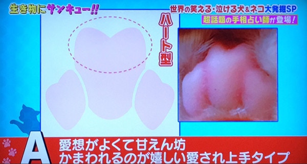 肉球占卜 日本貓咪 手相 睇肉掌形狀知5種性格 香港01 寵物