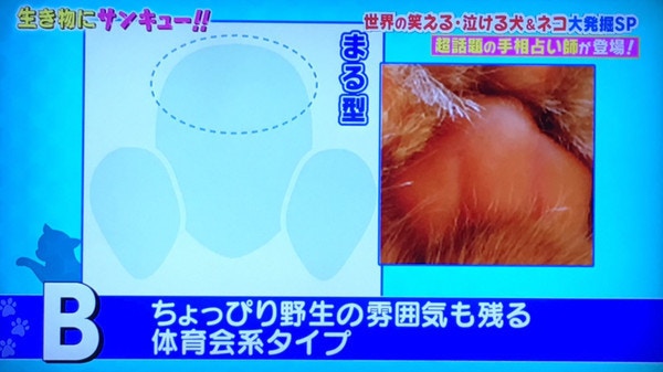 肉球占卜 日本貓咪 手相 睇肉掌形狀知5種性格 香港01 寵物