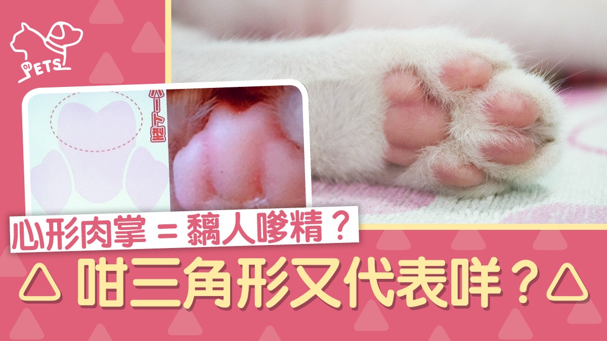肉球占卜 日本貓咪 手相 睇肉掌形狀知5種性格 香港01 寵物 肉球占卜 日本貓咪 手相 睇肉掌形狀知5種性格 香港01 寵物