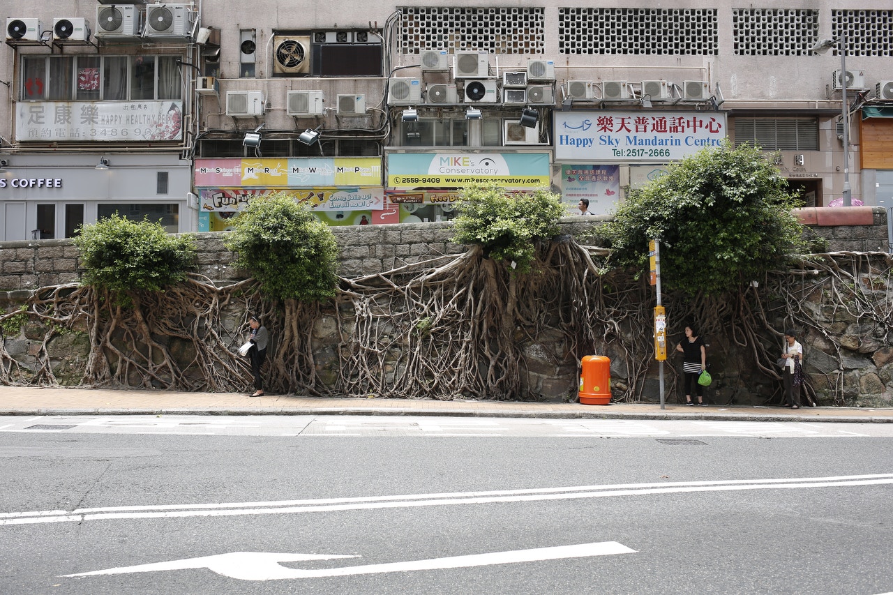 路政署指中西區般咸道4棵樹有倒塌風險，下令斬樹。（江智騫攝）
