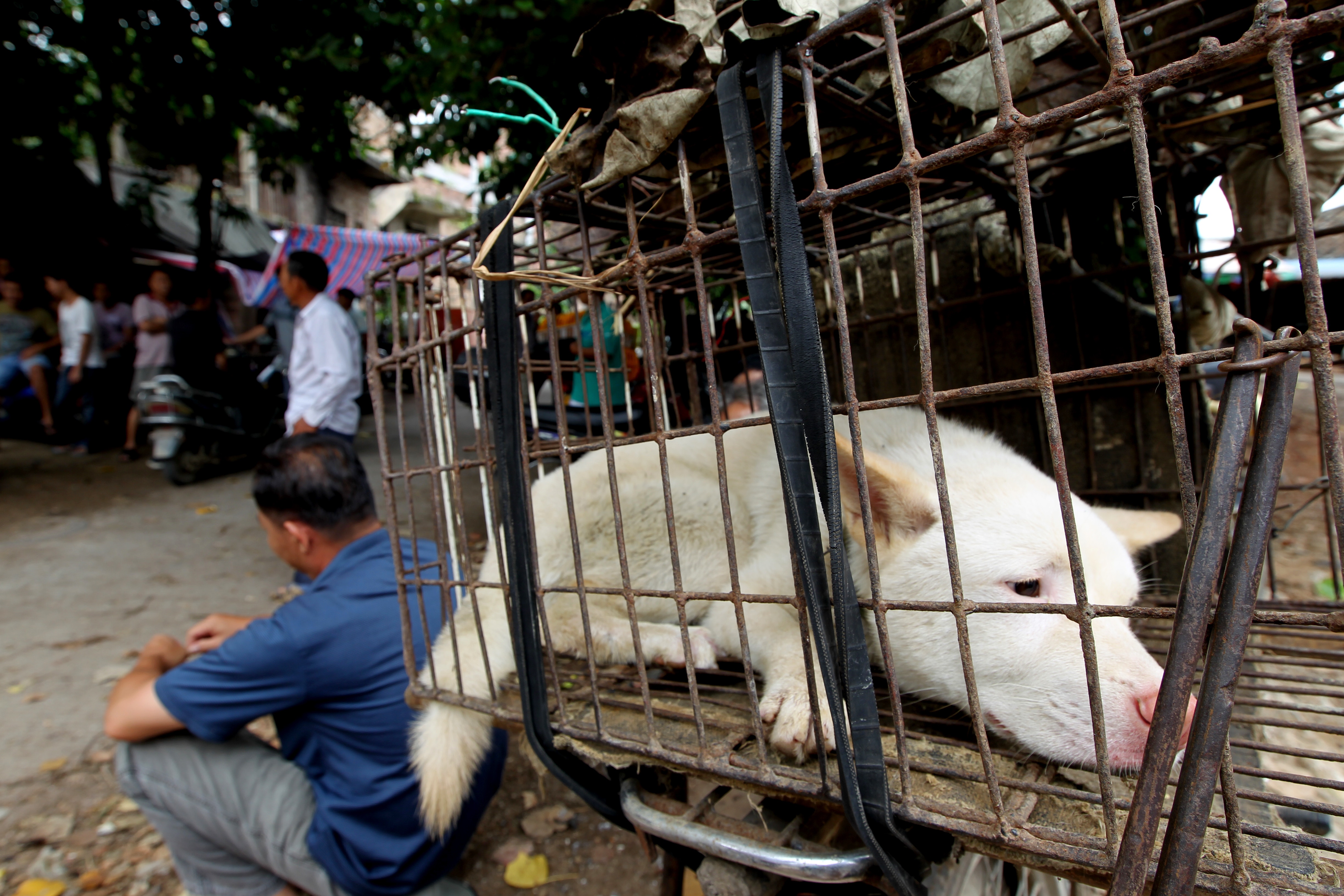 Фестиваль поедания собак в Китае