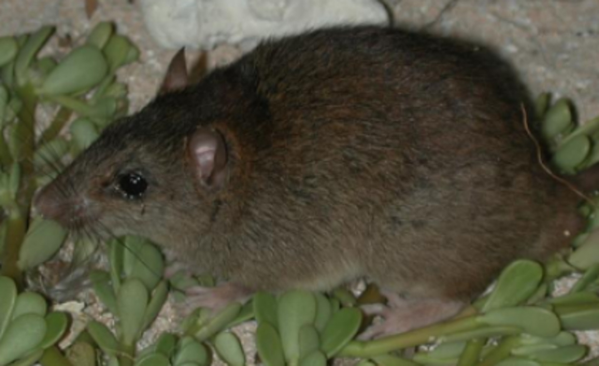 澳洲科學家指大堡礁中唯一哺乳類動物珊瑚裸尾鼠已經絕種。(昆士蘭大學) 澳洲科學家指大堡礁中唯一哺乳類動物珊瑚裸尾鼠已經絕種。(昆士蘭大學)