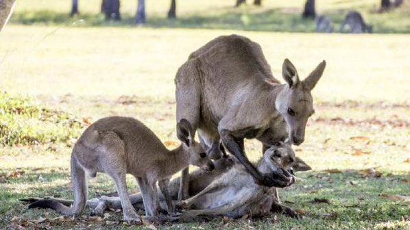 01觀察 袋鼠 感人照 笑話與擬人化的迷思 香港01 即時國際