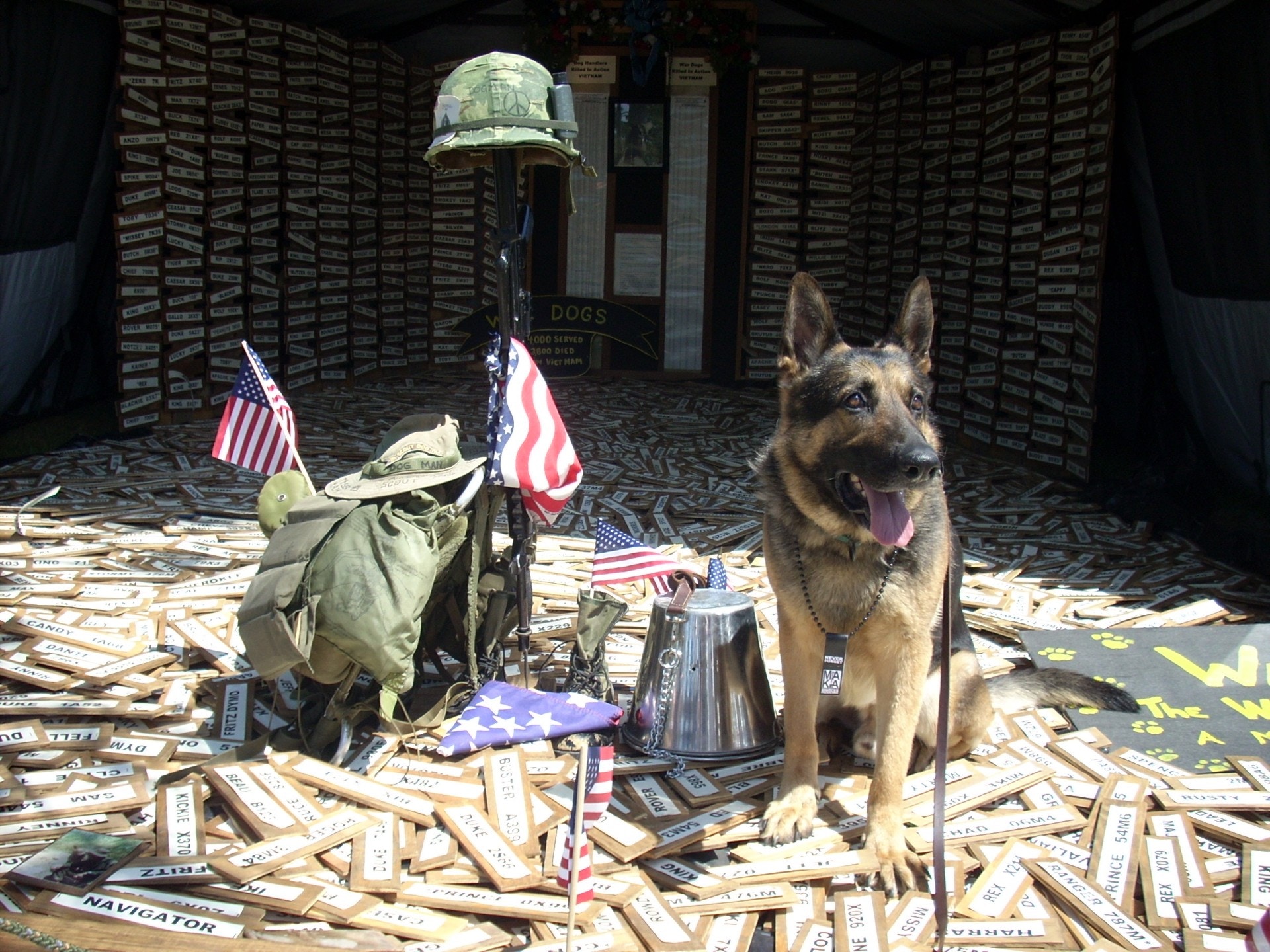 美國軍犬退役後被軍方 用完即棄 有軍犬被棄狗舍及人道毀滅