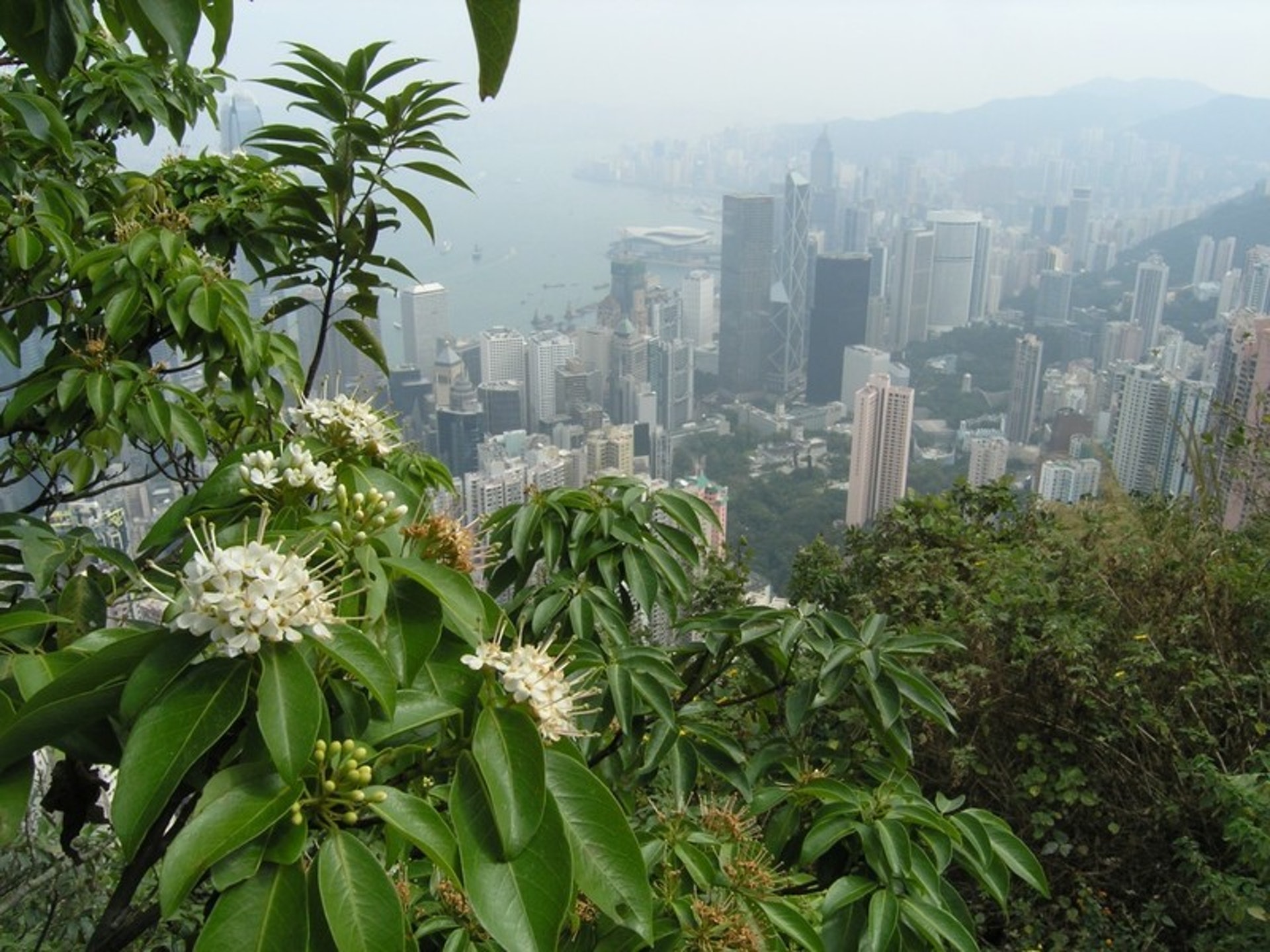沿着盧吉道走,你可以遠眺維多利亞港及港島九龍一帶高高低低的建築物。 沿着盧吉道走,你可以遠眺維多利亞港及港島九龍一帶高高低低的建築物。