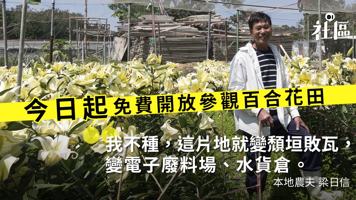 香港製造 百合花 農夫開放花田 想告訴小孩花不在超級市場種 香港01 社區專題