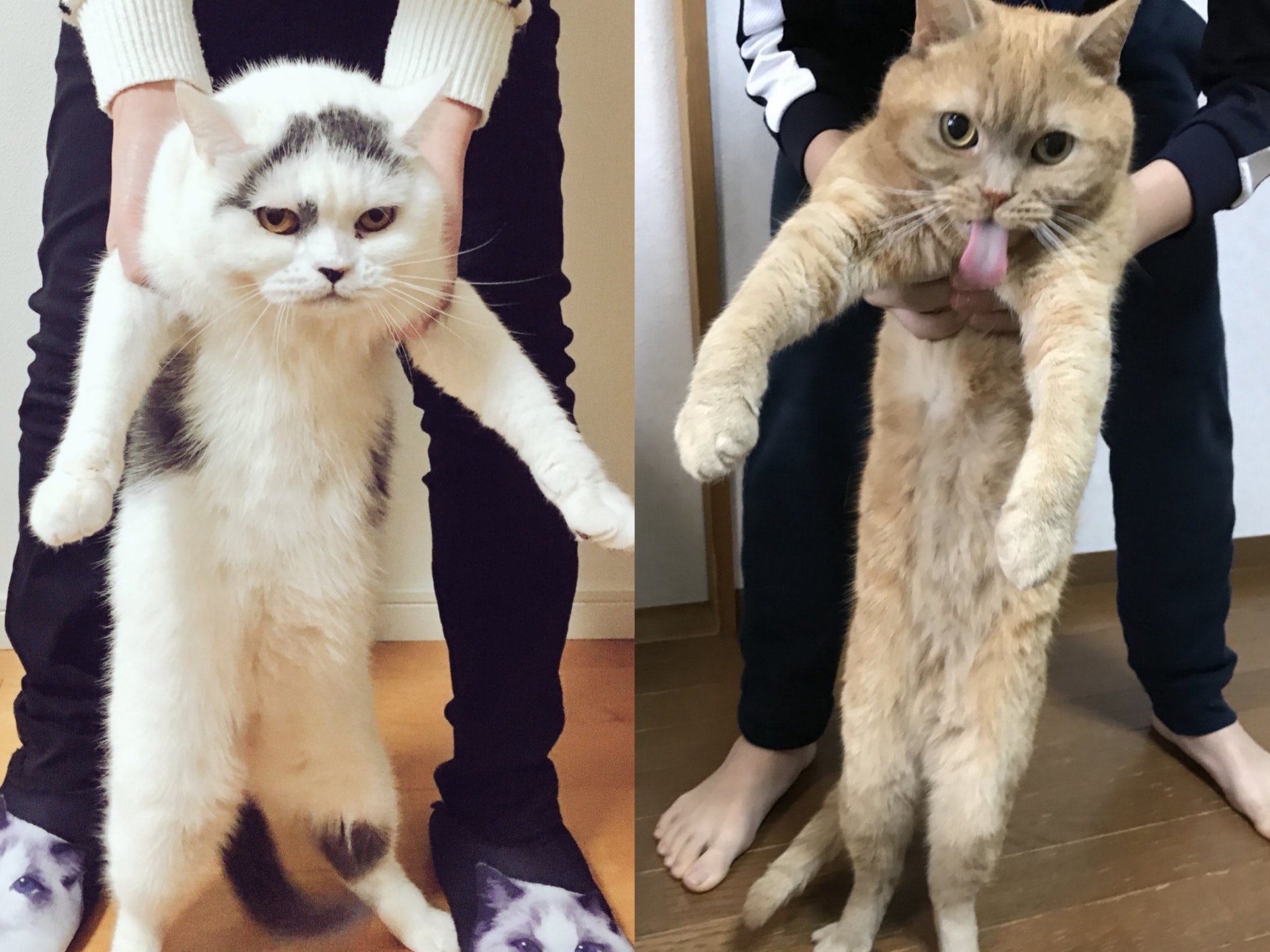 Twitter瘋傳tag全日本貓伸長協會神秘組織超治癒是何方神聖 Twitter瘋傳tag全日本貓伸長協會神秘組織超治癒是何方神聖