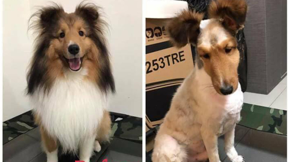 霸氣盡失 主人親操刀幫狗狗剃毛牧羊犬一剃變 米奇老鼠 香港01 熱爆話題 霸氣盡失 主人親操刀幫狗狗剃毛牧羊犬一剃變 米奇老鼠 香港01 熱爆話題