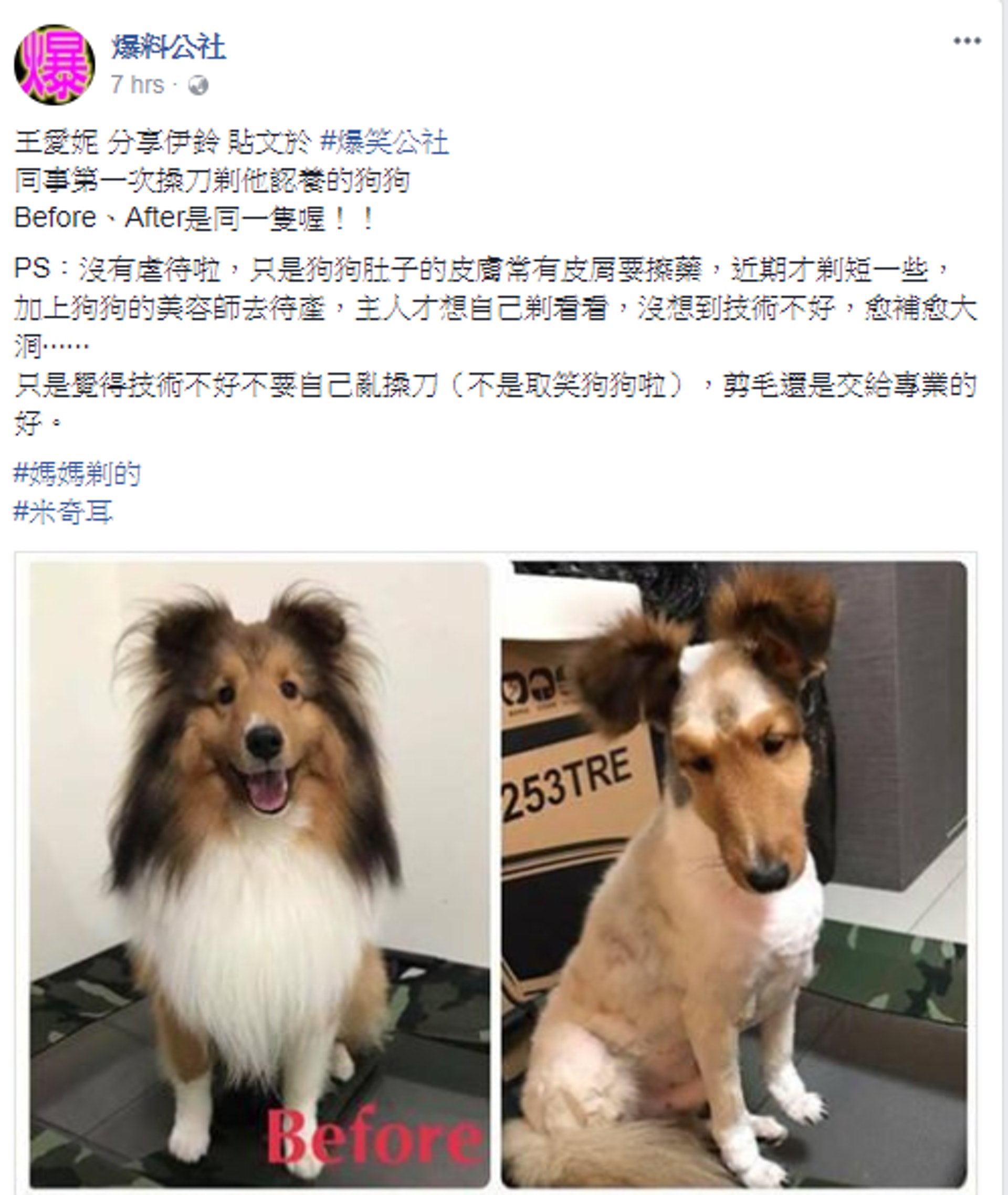 有網民向facebook專頁「爆料公社」投稿,指同事第一次操刀剃愛犬的毛髮,但因技術不好,狗狗只剩下毛鬆鬆的雙耳。(爆料公社fb截圖) 有網民向facebook專頁「爆料公社」投稿,指同事第一次操刀剃愛犬的毛髮,但因技術不好,狗狗只剩下毛鬆鬆的雙耳。(爆料公社fb截圖)