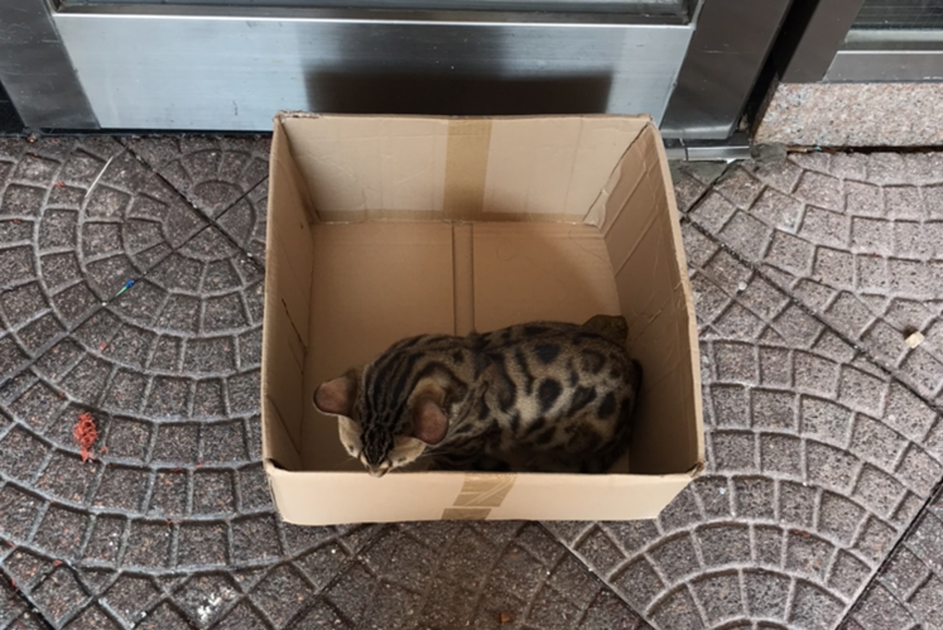 涉事小貓長有豹紋。(網上圖片)